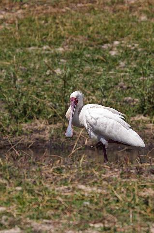 045 Chobe NP, afrikaanse lepelaar.jpg